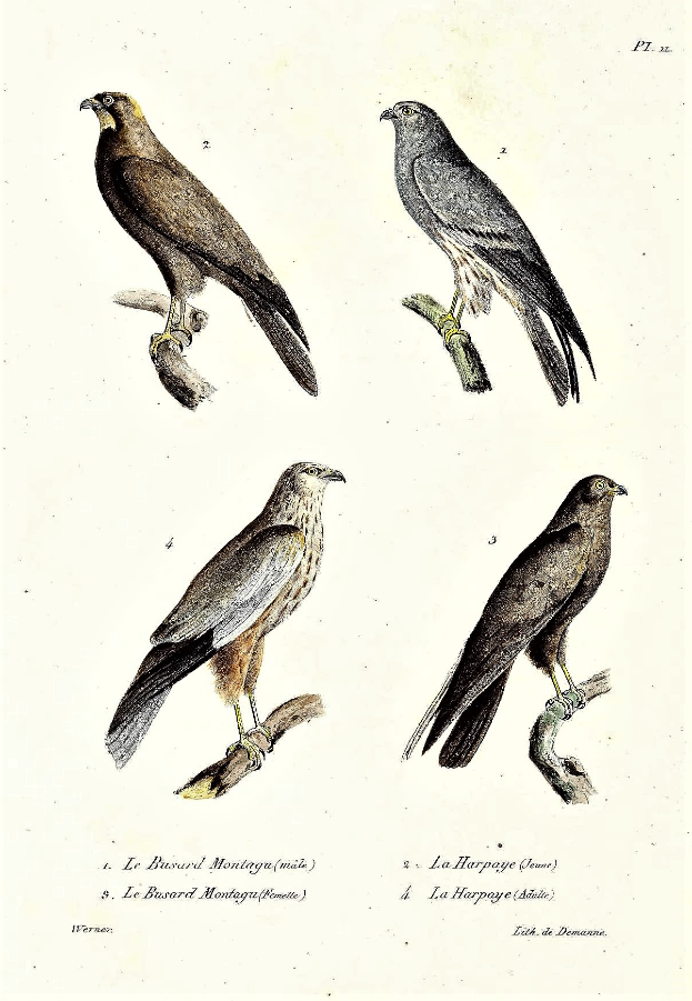 Drei Greifvögel, darunter ein Habicht, sitzen auf einem Ast mit einem Papier darunter, auf dem Wörter und Zahlen geschrieben stehen.