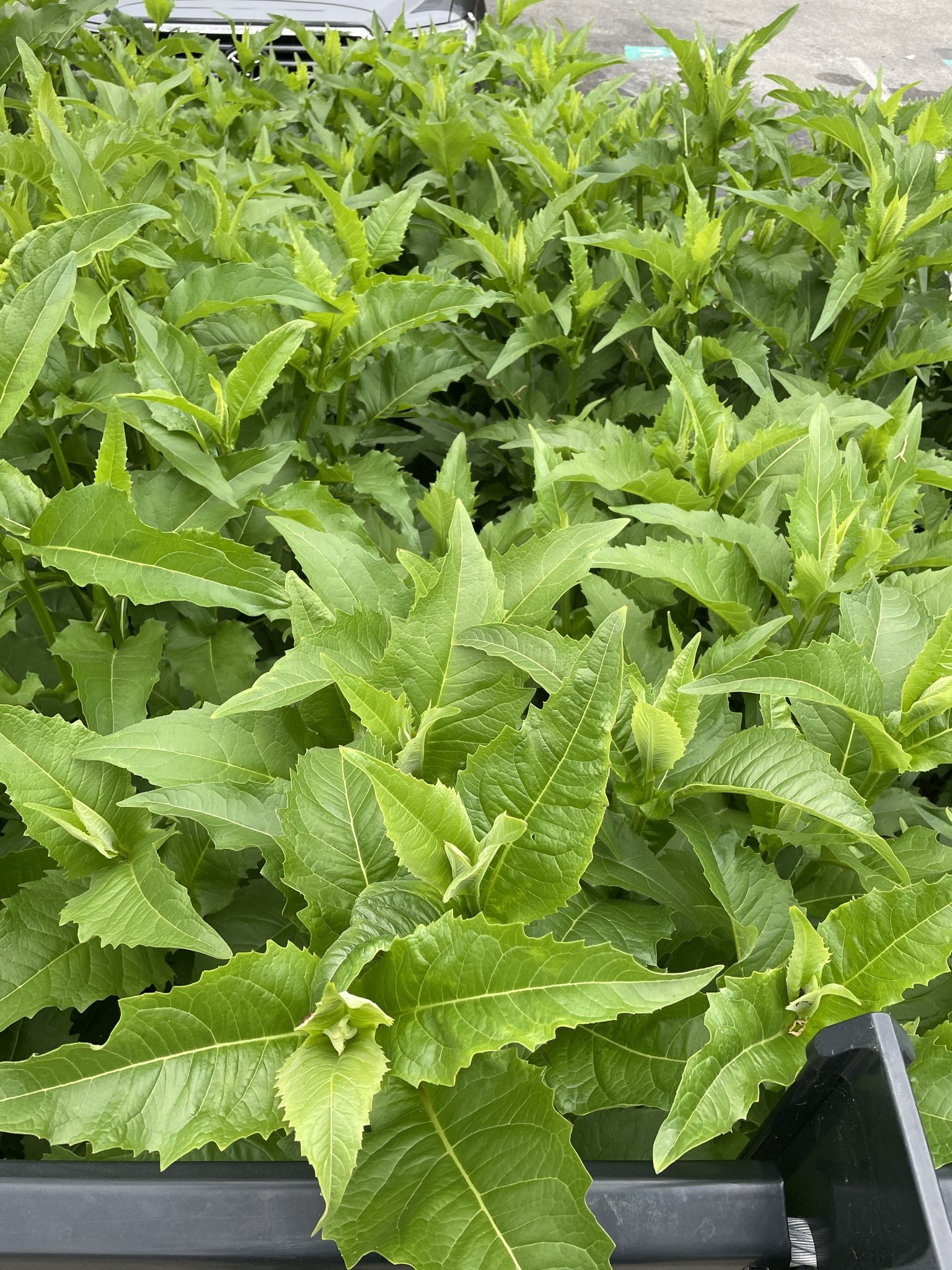 Ein Lastwagen mit grüner Tabakpflanze beladen, ein Fahrzeug im Hintergrund und eine Straße unten.