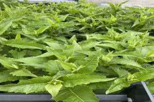 Ein Lastwagen mit grüner Tabakpflanze beladen, ein Fahrzeug im Hintergrund und eine Straße unten.
