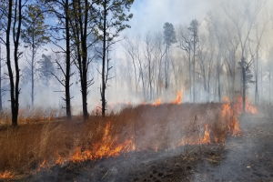 FW-SG: Waldbrand in Solingen