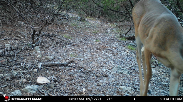 Ein Reh, das einen Schotterweg in einem bewaldeten Gebiet mit Steinen, Zweigen und Bäumen entlanggeht, mit dem Text "Stealth Cam - Hirschjagd in Texas" unten.