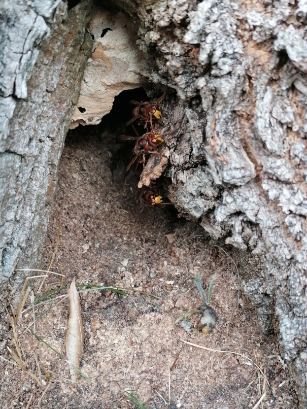 Ein Hornissennest in einem Baumstamm am Boden, enthaltend zwei Wespen, umgeben von Gras.