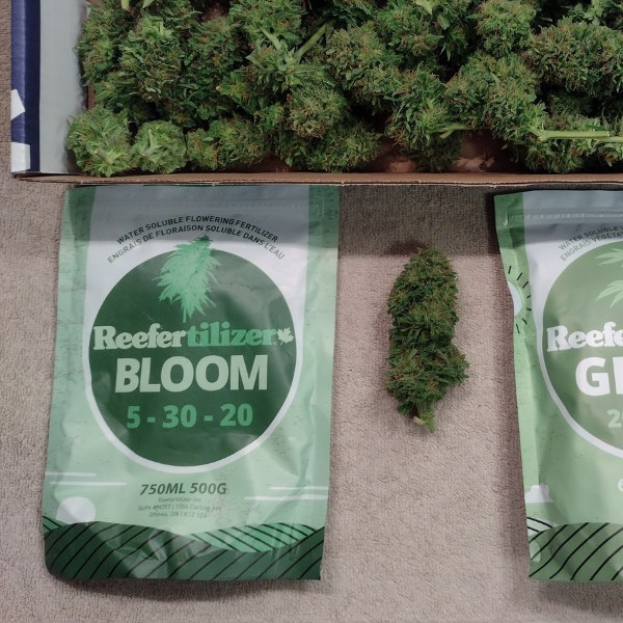 Zwei Packungen Reefertilizer Bloom 5-30-20 Hanfsamen auf einem Tisch neben einer Schachtel mit Cannabisblüten.